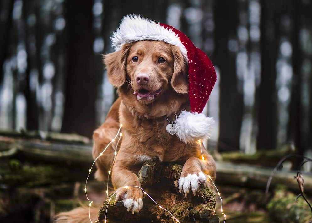 dog wearing santa hat in forest