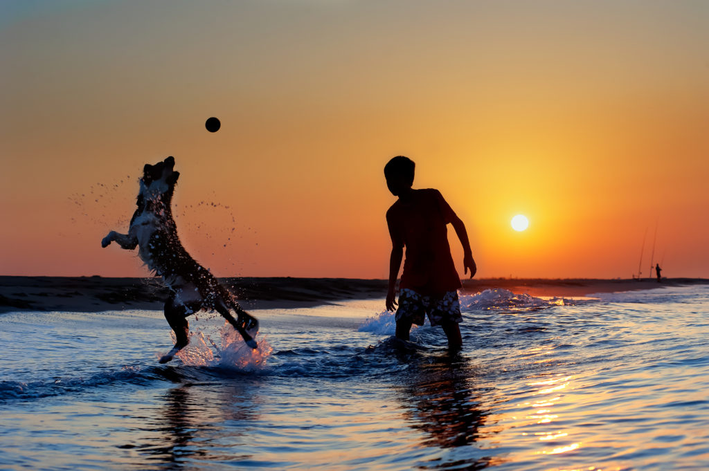 a dog and boy playing in the water at the beach