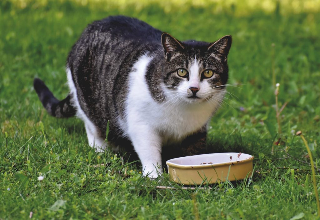 a cat eating wet food on the grass