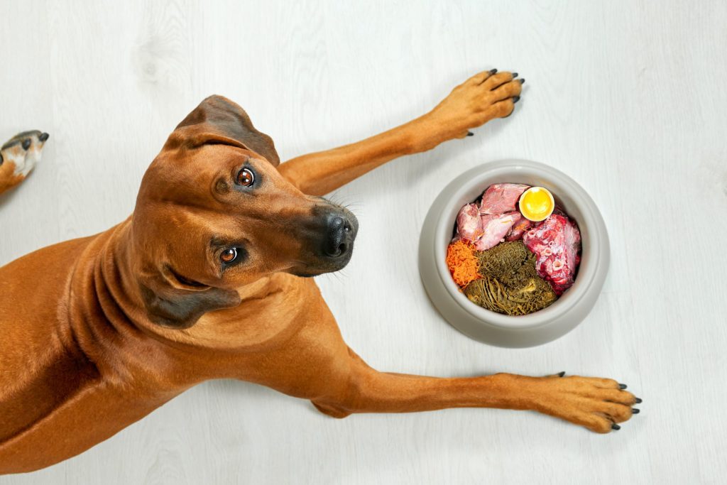 dog lying on ground in front of a bowl of raw food