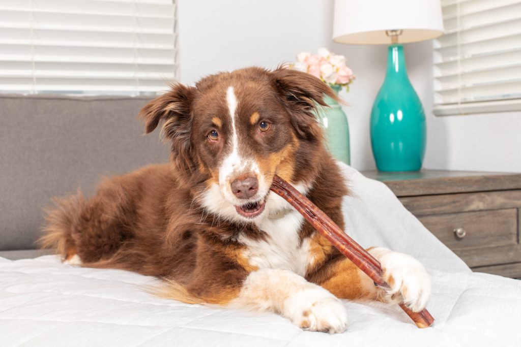 a dog chewing a bully stick on a bed